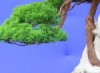 Batonic Garden Penangالحديقة النباتية في جزيرة بينانج
