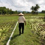 Laman Padi Langkawi Langkawi Rice Museum لامان بادي لنكاوي