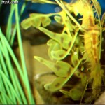 نباتات بحرية في عالم تحت الماء في لنكاوي