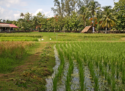 Laman Padi Langkawi Langkawi Rice Museum لامان بادي لنكاوي