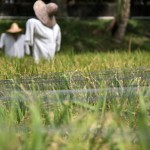 Laman Padi Langkawi Langkawi Rice Museum لامان بادي لنكاوي