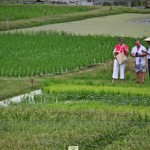 Laman Padi Langkawi Langkawi Rice Museum لامان بادي لنكاوي