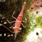 كائنات بحرية في عالم تحت الماء في لنكاوي