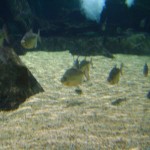مجموعة اسماك في عالم تحت الماء في لنكاوي