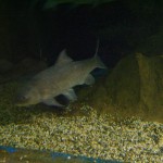 سمكة كبيرة في عالم تحت الماء في لنكاوي