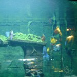  عالم تحت الماء في لنكاوي