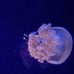 قنديل البحر في عالم تحت الماء في لنكاوي