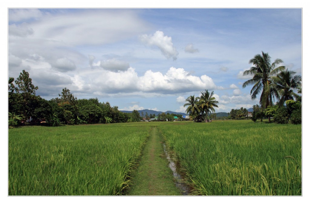 Laman Padi Langkawi Langkawi Rice Museum لامان بادي لنكاوي