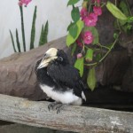 عند المدخل حديقة الطيور في جزيرة لنكاوي ماليزيا