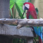 البغبغاء حديقة الطيور في جزيرة لنكاوي ماليزيا