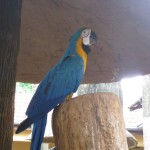 البغبغاء حديقة الطيور في جزيرة لنكاوي ماليزيا