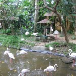 طائر الفلامينقو حديقة الطيور في جزيرة لنكاوي ماليزيا