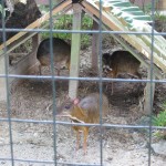 غزال الفأر حديقة الطيور في جزيرة لنكاوي ماليزيا