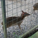 غزال الفأر حديقة الطيور في جزيرة لنكاوي ماليزيا
