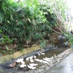 البط حديقة الطيور في جزيرة لنكاوي ماليزيا
