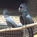 بغبغاء الكاكانو الرمادي حديقة الطيور في جزيرة لنكاوي ماليزيا
