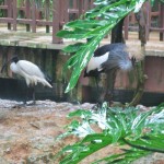 حديقة الطيور في جزيرة لنكاوي ماليزيا