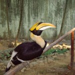 الطائر الماليزي حديقة الطيور في جزيرة لنكاوي ماليزيا