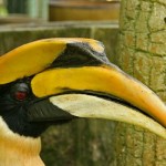 الطائر الماليزي حديقة الطيور في جزيرة لنكاوي ماليزيا
