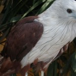 نسر لنكاوي حديقة الطيور في جزيرة لنكاوي ماليزيا