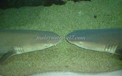 مركز عالم تحت الماءUnderwater World Langkawi1