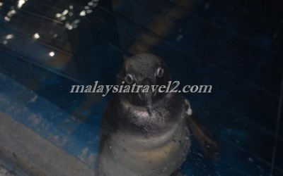 مركز عالم تحت الماءUnderwater World Langkawi10