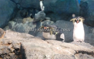 مركز عالم تحت الماءUnderwater World Langkawi11