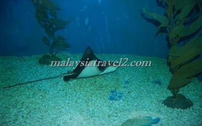 مركز عالم تحت الماءUnderwater World Langkawi12