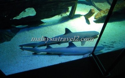 مركز عالم تحت الماءUnderwater World Langkawi13