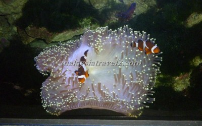 مركز عالم تحت الماءUnderwater World Langkawi3