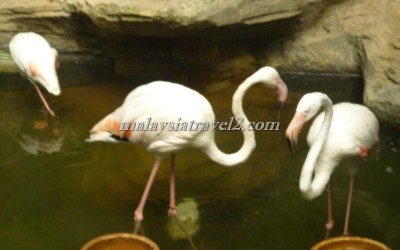 مركز عالم تحت الماءUnderwater World Langkawi5