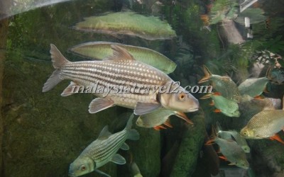 مركز عالم تحت الماءUnderwater World Langkawi6