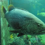 سمكة عملاقة في عالم تحت الماء في لنكاوي