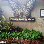 حديقة الفراشات في بينانج penang butterfly farm