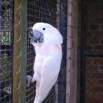 البغبغاء الابيض في حديقة الطيور في بينانج