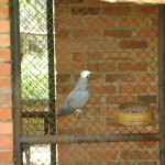 بغبغاء في حديقة الطيور في بينانج