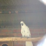 البغبغاء الابيض في حديقة الطيور في بينانج