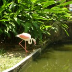 الفلامينقو في حديقة الطيور في بينانج