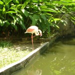 الفلامينقو في حديقة الطيور في بينانج