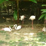 طائر الفلامينقو في حديقة الطيور في بينانج