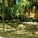 في حديقة الطيور في بينانج