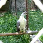 النسر الماليزي في حديقة الطيور في بينانج