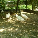 مجموعة طيور في حديقة الطيور في بينانج