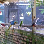 مجموعة من البغبغاء في حديقة الطيور في بينانج