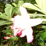 بعض انواع الزهور في حديقة النباتات و الزهور في بينانج