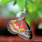 فراشة في حديقة الفراشات في بينانج