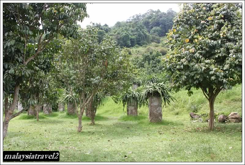 tropical fruit farm حديقة الفواكة في بينانج1