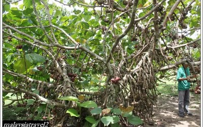 tropical fruit farm حديقة الفواكة في بينانج2