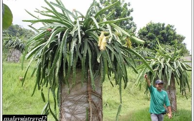 tropical fruit farm حديقة الفواكة في بينانج4