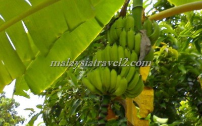 tropical fruit farm حديقة الفواكة في بينانج7